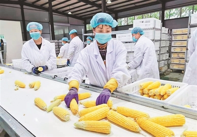 玉米鏈上商機(jī)多